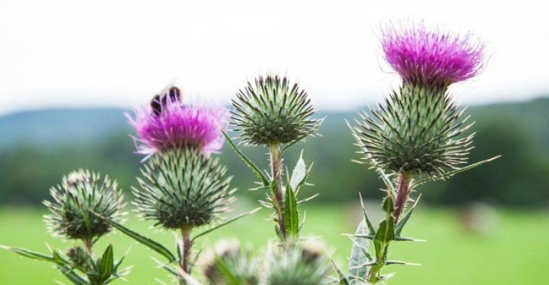 Benefits for Milk Thistle