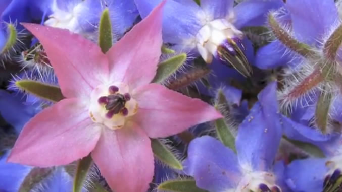 Borage Oil